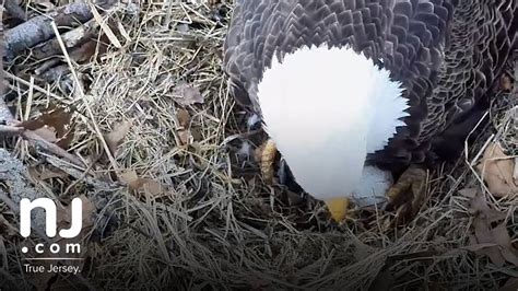 North East Florida Eagle Cam (NEFL) is home to Samson and Gabrielle. The American Eagle Foundation streams this eagle cam to millions every year. If you want.... 