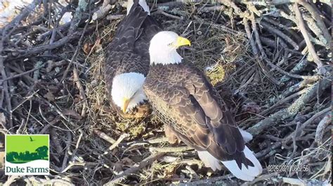 Jan 16, 2019 · Duke Farms' eagles may have con