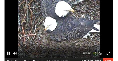 Duke Farms Bald Eagle Cam 2-26-23. February 26, 2023 HNF. 660. 320. 363. HNF. -. Hatch watch has started here. Two eggs in the nest.. 