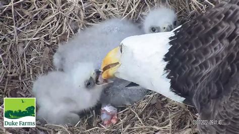 Duke farms eagle cam youtube. Watch on. The Duke Farms Eagle Cam is a live streaming video feed of a bald eagle nest located on Duke Farms in Hillsborough, New Jersey. The cam was set … 