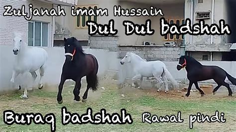 Dul dul badshah. .  ...