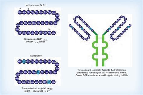 Dulaglutide - an overview ScienceDirect Topics