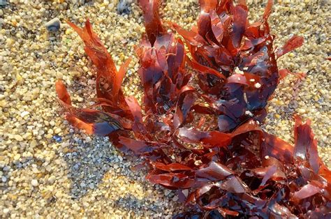 Dulse FAKTA &ndash; Algen som inneh&aring;ller mest J&auml;rn av alla Alger