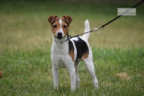 Duma was one of our smooth coat Jack Russell Terrier puppies for sale from Pringle and Guinness that found her fur-ever home as a young pup