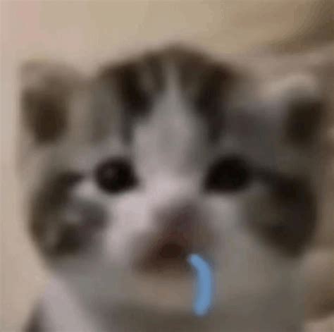 😈 PORN Dumb Kitten Leaks