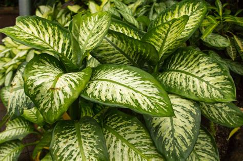 Dumb cane. Dieffenbachia is a tropical houseplant with pointed, colorful leaves that can grow up to 10 feet. Learn how to plant, water, prune, … 