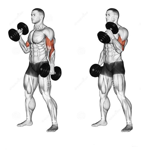 Dumbbell hammer curl. Things To Know About Dumbbell hammer curl. 