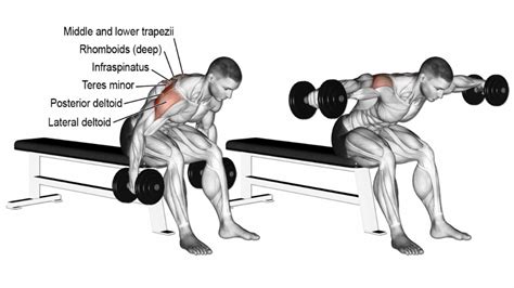 Dumbbell rear delt fly. Things To Know About Dumbbell rear delt fly. 