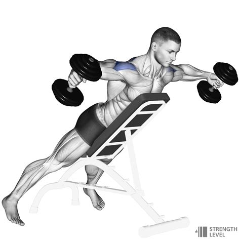 Dumbbell reverse fly. MuscleWiki is a fitness app with a comprehensive exercise library that includes videos and written instructions for over 2000 exercises. 