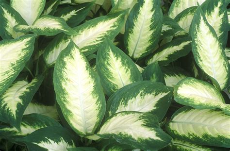 Dumbcane. Dieffenbachia (aka Dumb Cane) is a popular indoor plant that is prized for its beautiful foliage and easy care requirements. They are not only excellent hou... 
