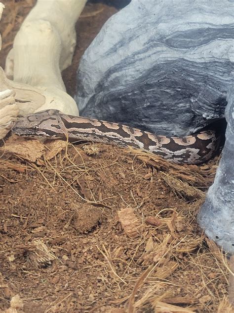 Dumerils boa won’t eat : r/snakes - reddit.com