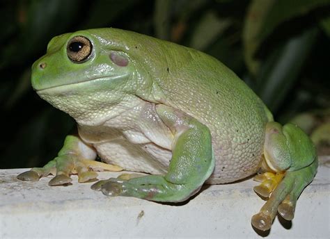 Dumpy frog. Things To Know About Dumpy frog. 
