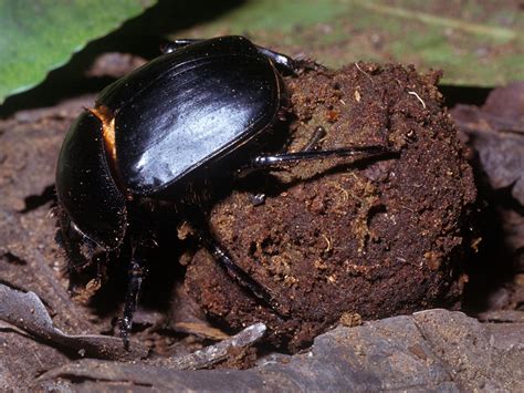 Dung beetle Facts - Softschools.com