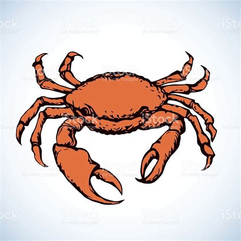 Dungeness Crab Drawing at GetDrawings Free download