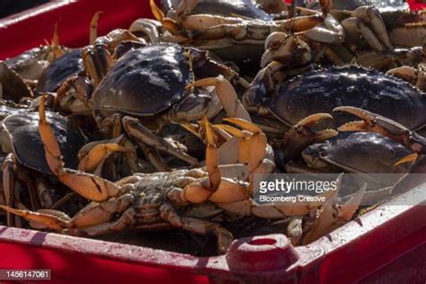 Dungeness Crab Photos and Premium High Res Pictures - Getty …