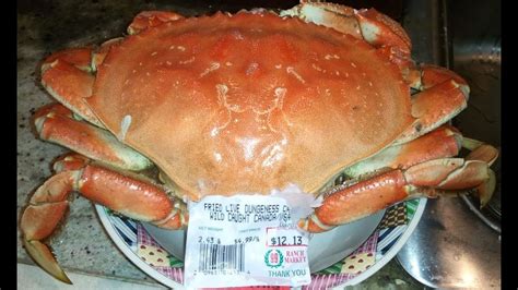 The Dungeness crab (Metacarcinus magister) makes up one of the most important seafood industries along the west coast of North America. Its typical range extends from Alaska's Aleutian Islands to Point Conception, near Santa Barbara, California. Dungeness typically grow 6-7 inches at their widest point and inhabit eelgrass beds and sandy bottoms. Its …