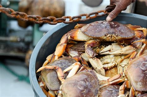 Dungeness crab season for California’s far north counties will open Jan. 5