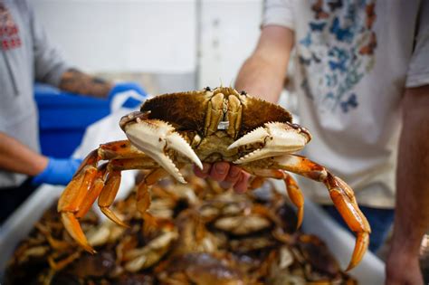 Dungeness crab season from Bay Area south will come to an early end to protect foraging whales