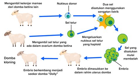 Dunia Peternak: Kloning pada Domba Dolly