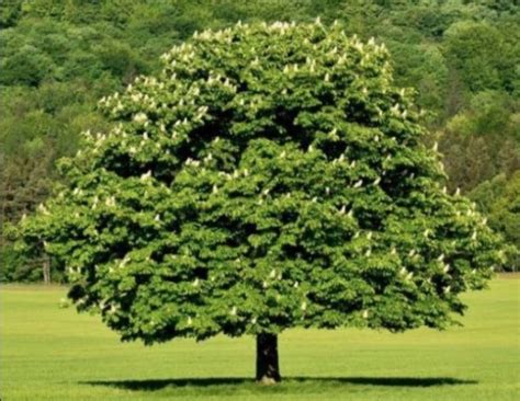 Dunstan chestnut trees for sale near me. Things To Know About Dunstan chestnut trees for sale near me. 