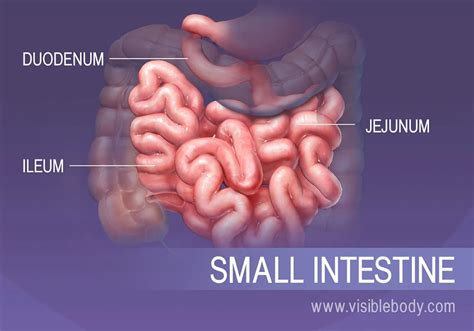 Duodenum Jejunum . 