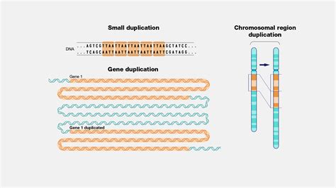 Duplication Definition & Meaning - Merriam-Webster