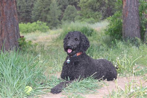 Durango poodles. Puppy pickup week has begun! Dusty did a great photo bomb there. 
