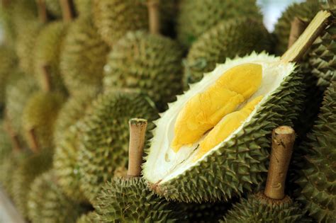 Durian Harvests - Musang King Durian Investments