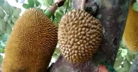 Durian no togel buah nangka 4d. Hasil keluar sgp online.
