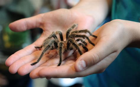 During Colorado tarantula migration, females see males as a tasty snack
