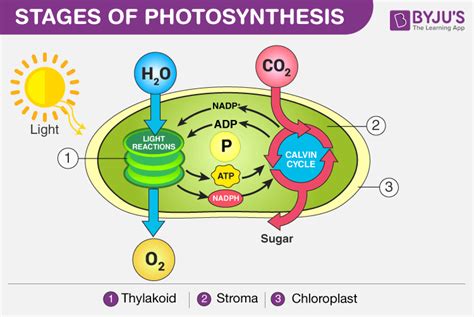 During photosynthesis oxygen is produced when