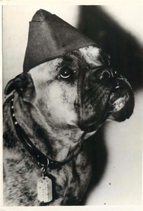 During the first world war, boxers played the role of a military dog as a pack-carrier, a guard dog, and an attack dog, later they were taken home by the soldiers and got introduced into the domestic world as a show dog, best companion, and a reliable guard
