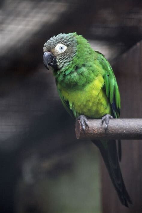 Dusky Headed Conure - PetGuide PetGuide