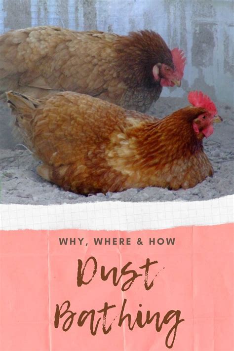 Dust bathing – Why, where and how? Keeping your flock clean and …