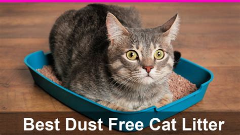 Dust free kitty litter. at a glance: our top 5 picks for non tracking cat litter. Our #1 Choice: Dr. Elsey's Precious Cat Ultra Premium Litter. Dr. Elsey's Cat Attract Cat Litter. All-Natural Clay Clumping Litter. 