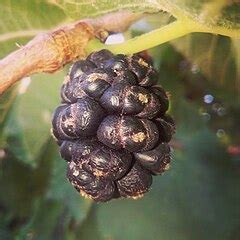 veodersti.rgarabwor.edu.pl. 