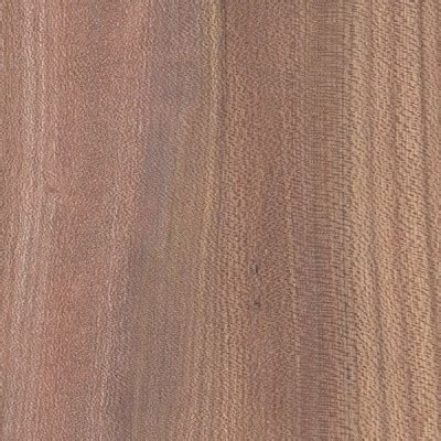 Dutch Elm The Wood Database (Hardwood)