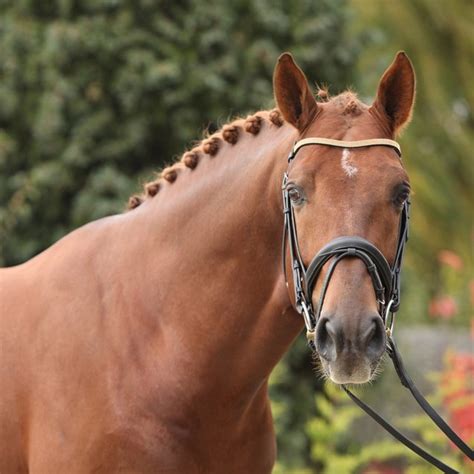 Dutch Warmblood Horse Information and Pictures - PetGuide