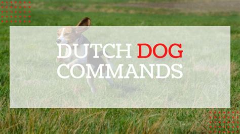Dutch dog commands. Things To Know About Dutch dog commands. 