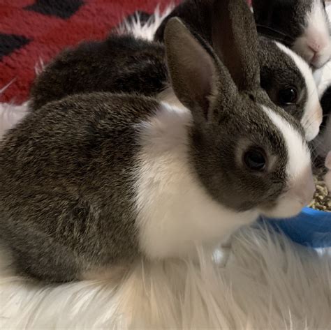 Dutch rabbit breeders near me. Welcome! I'm Anna, and I'm located in the beautiful green Ozarks of Missouri, close to Springfield area. I find great joy in raising Dutch & English Angora rabbits to the ARBA Standard of Perfection. The Dutch colors I specialize in are Black, Blue, and Grey. With my English, quality coats, solid bodies and unique personalities take the floor ... 