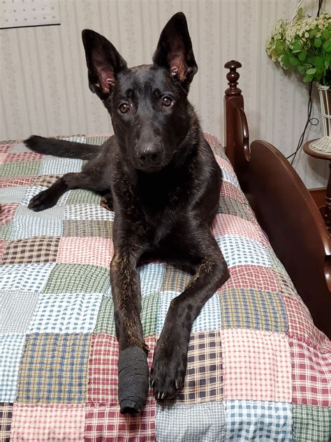  Dutch Shepherd Puppies. Males / Females Available. 4 months old. Sylviane Chapoulaud. Pasadena, CA 91104. New! . 