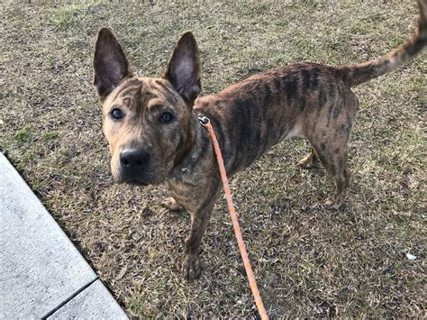 Tell us about yourself: New to Dutch Shepherd life. Adopte