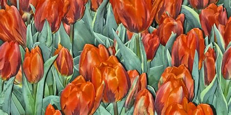 Oct 18, 2023 · Tulip Mania, a speculative frenzy in 17th-century Holland over the sale of tulip bulbs. Tulips were introduced into Europe from Turkey shortly after 1550, and the delicately formed, vividly coloured flowers became a popular if costly item. The demand for differently coloured varieties of tulips . 