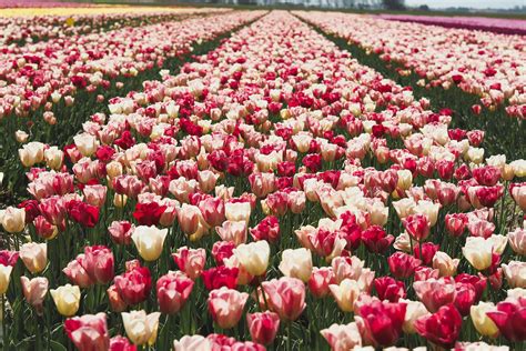 The tulip mania thus ended, as the Court of Holland had wis