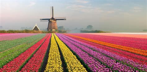 The Dutch tulip mania: The social foundations of a financial bubbl