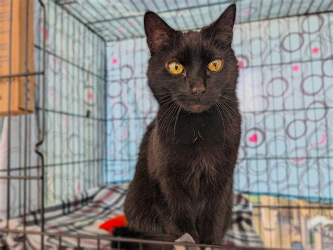 Dutchess County SPCA looking for home for its longest stay cat