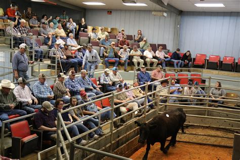 Dodds Cattle - Annual Bull Sale Live Event Started: 2/25/24 2:00 PM (CST) Lots; Video Catalog; Catalog; Seller Contact Information. Tonya Dodds 17802 North 485th Street Belgrade, NE 68623 (308) 550-2092 Website dodds.tonya@gmail.com. Auction Location. Dodds Cattle 17802 North 485th Street Belgrade, NE 68623 Additional Links. Catalog Video .... 