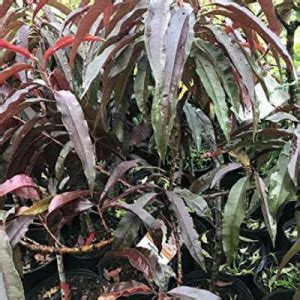 Dwarf Bonfire Patio Peach Tree - Bob Wells Nursery