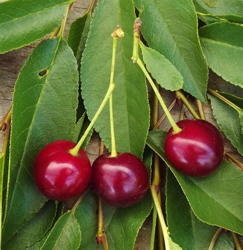 Dwarf Cherry