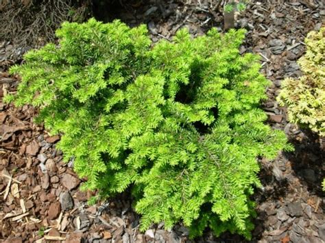 Dwarf Conifers: Canadian Hemlock American Conifer …